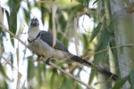 White-throated Magpie-Jay    Calocitta formosa